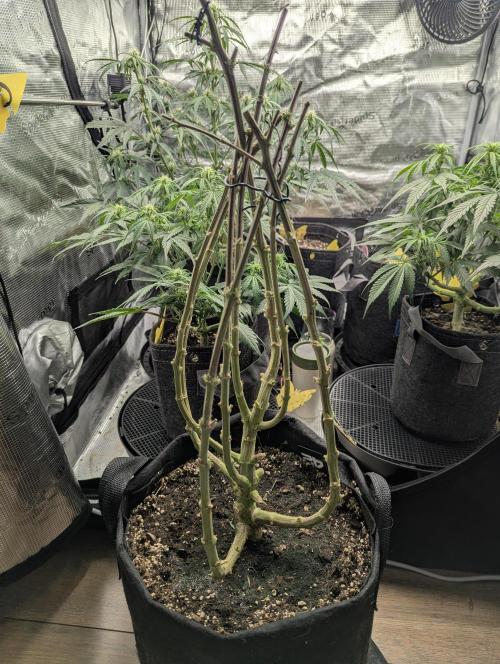 Kush Mass Auto - G1. Week 21