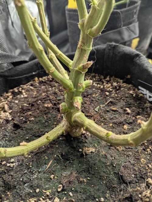 Kush Mass Auto - G1. Week 21