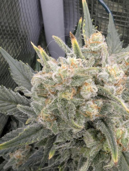 Kush Mass Auto - G1. Week 21