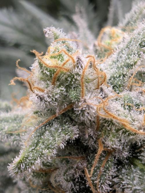 Kush Mass Auto - G1. Week 21