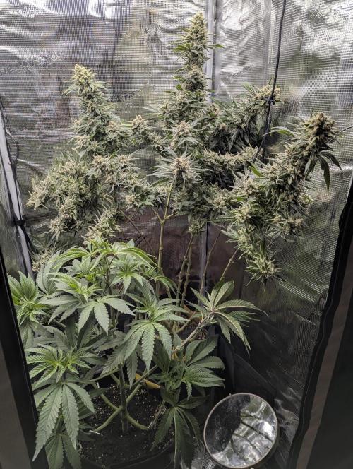 Kush Mass Auto - G1. Week 21