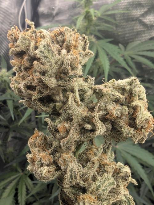 Kush Mass Auto - Garden of Green. Week 21