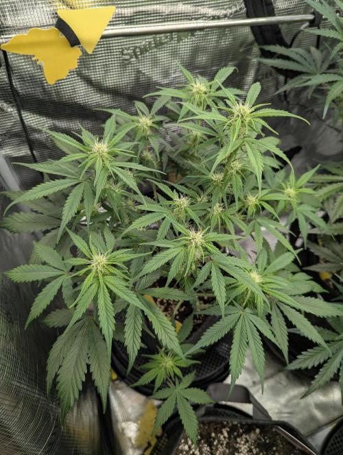 Do-Si-Dos Auto - Zamnesia. Week 7