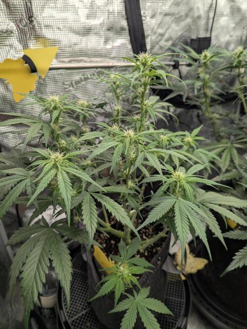 Do-Si-Dos Auto - Zamnesia. Week 7