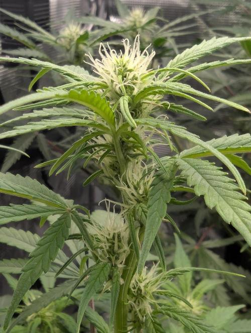 Do-Si-Dos Auto - Zamnesia. Week 7