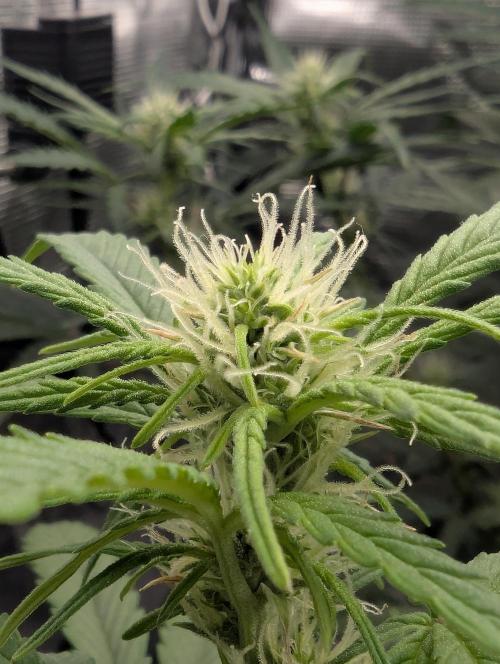 Do-Si-Dos Auto - Zamnesia. Week 7