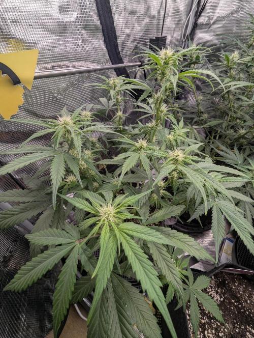 Do-Si-Dos Auto - Zamnesia. Week 7