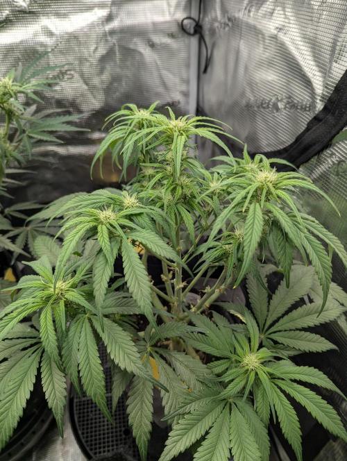 Papaya Zoap Auto - G2. Week 7