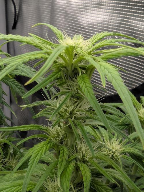 Papaya Zoap Auto - G2. Week 7