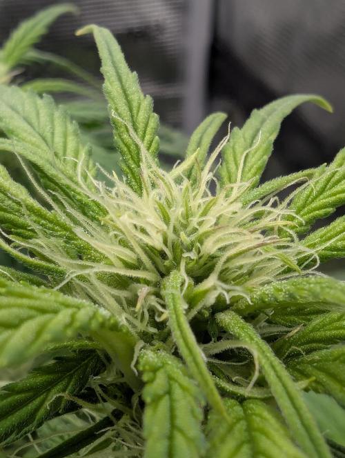 Papaya Zoap Auto - G2. Week 7