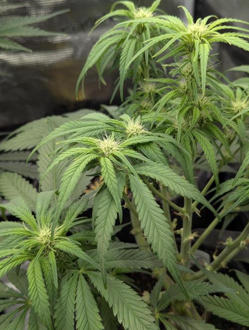 Papaya Zoap Auto - G2. Week 7