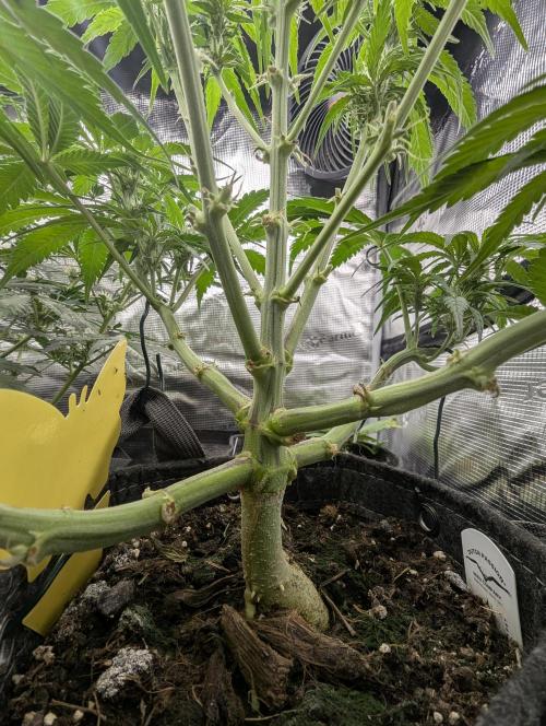 Papaya Zoap Auto - G2. Week 7