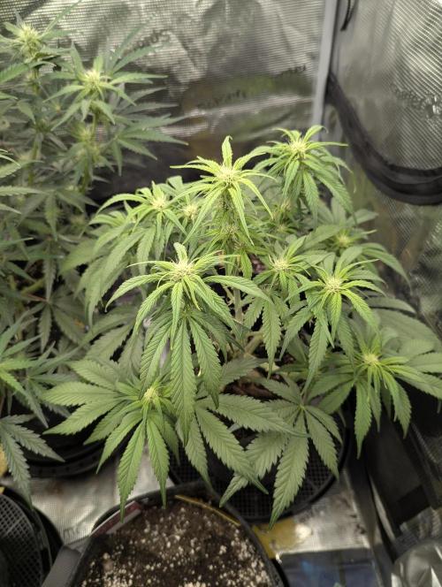 Papaya Zoap Auto - G2. Week 7