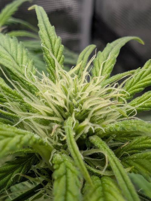 Papaya Zoap Auto - G2. Week 7