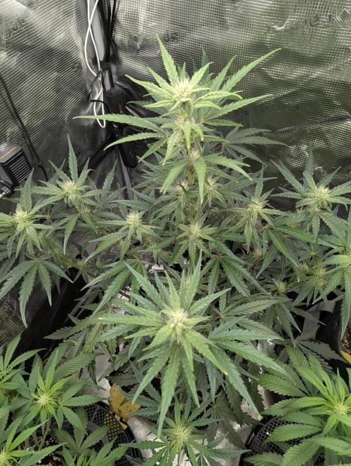 Runtz Auto - Zamnesia. Week 6