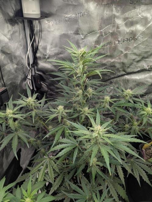 Runtz Auto - Zamnesia. Week 6