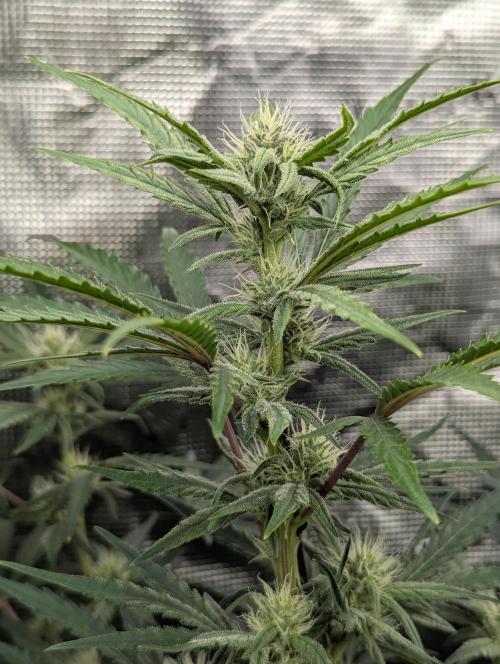 Runtz Auto - Zamnesia. Week 6