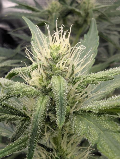 Runtz Auto - Zamnesia. Week 6