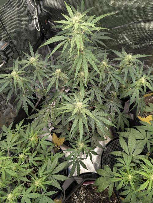 Runtz Auto - Zamnesia. Week 6