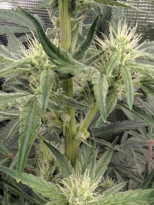 Runtz Auto - Zamnesia. Week 6