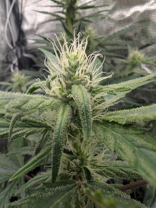 Runtz Auto - Zamnesia. Week 6