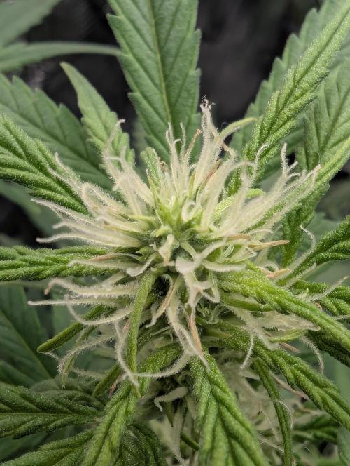 Do-Si-Dos Auto - Zamnesia. Week 7