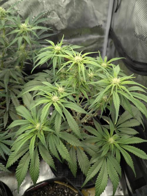 Papaya Zoap Auto - G2. Week 7