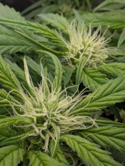 Papaya Zoap Auto - G2. Week 7