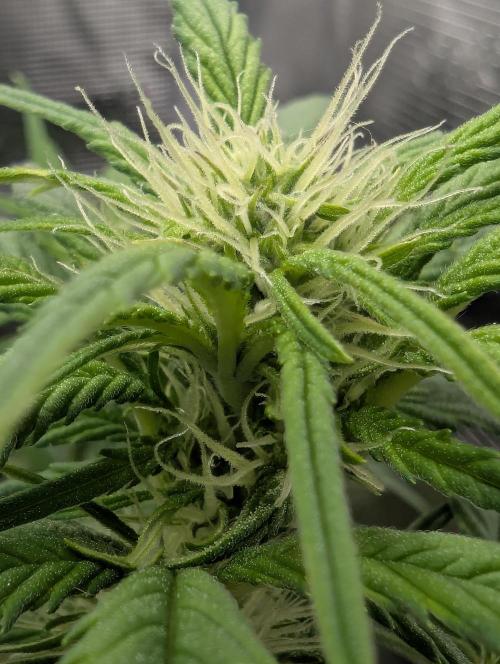 Papaya Zoap Auto - G2. Week 7