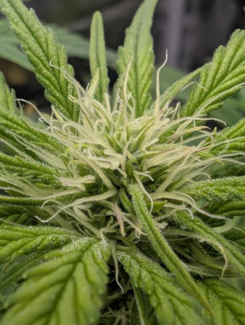 Papaya Zoap Auto - G2. Week 7