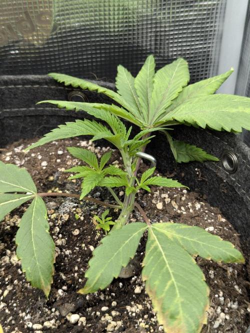 RS11 x Banana OG - G2. Week 3