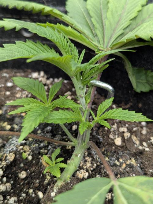 RS11 x Banana OG - G2. Week 3