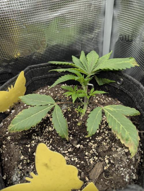 RS11 x Banana OG - G2. Week 3