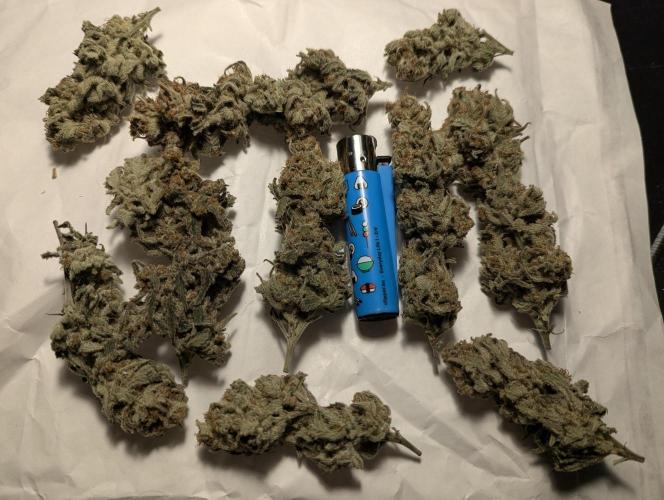 Kush Mass Auto - Garden of Green. Week 21