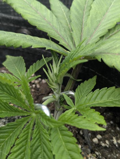 RS11 x Banana OG - G2. Week 3