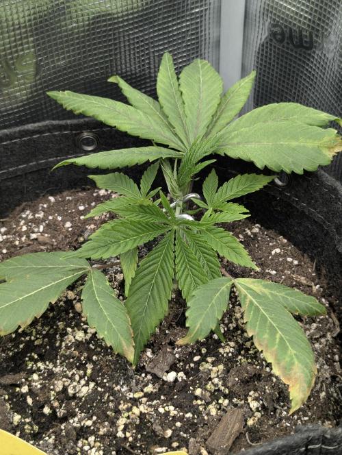 RS11 x Banana OG - G2. Week 3