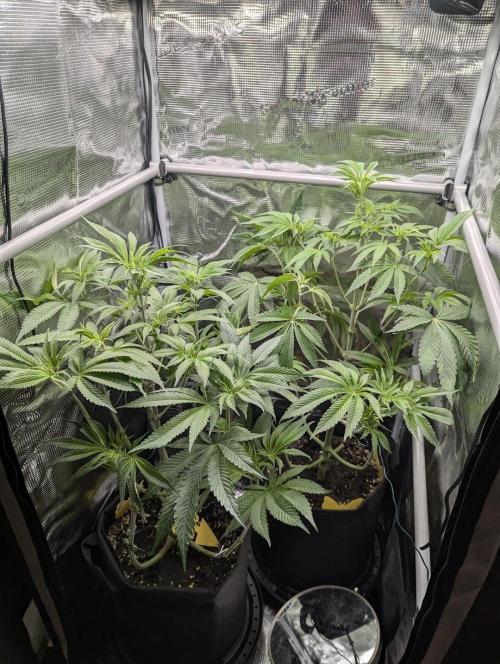 Black Cherry Gushers - G2. Week 7