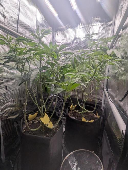 Black Cherry Gushers - G2. Week 7