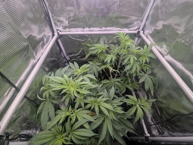 Black Cherry Gushers - G2. Week 7