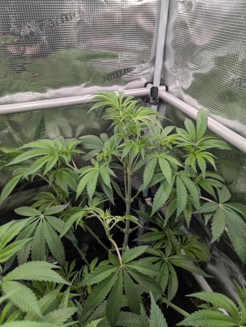 Black Cherry Gushers - G2. Week 7