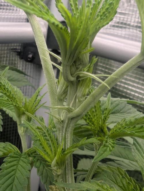 Black Cherry Gushers - G2. Week 7