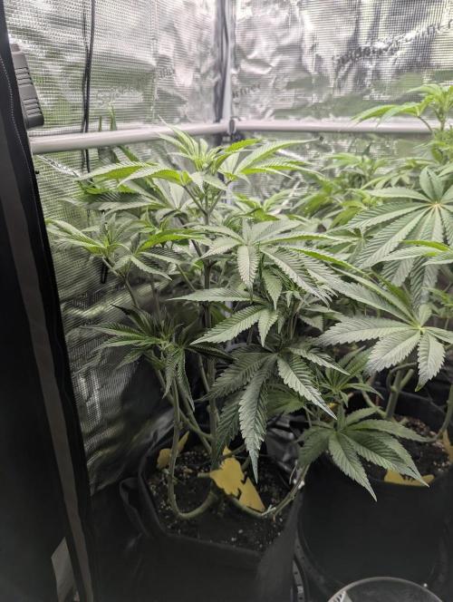 Blue Zushi - G2. Week 7