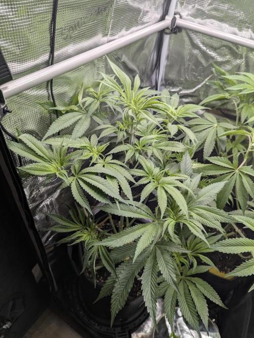 Blue Zushi - G2. Week 7