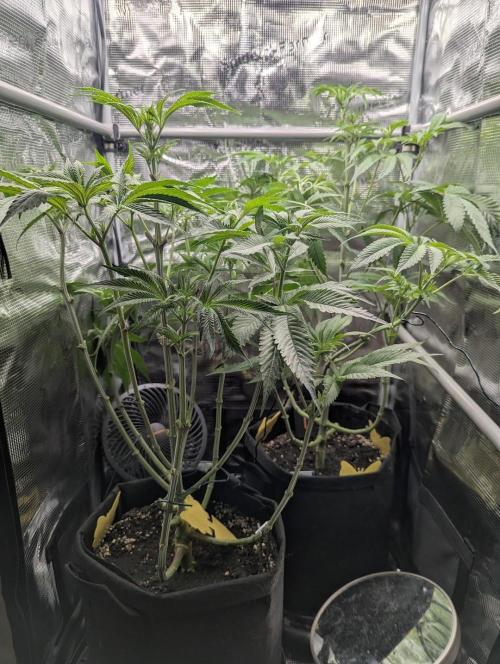 Blue Zushi - G2. Week 7