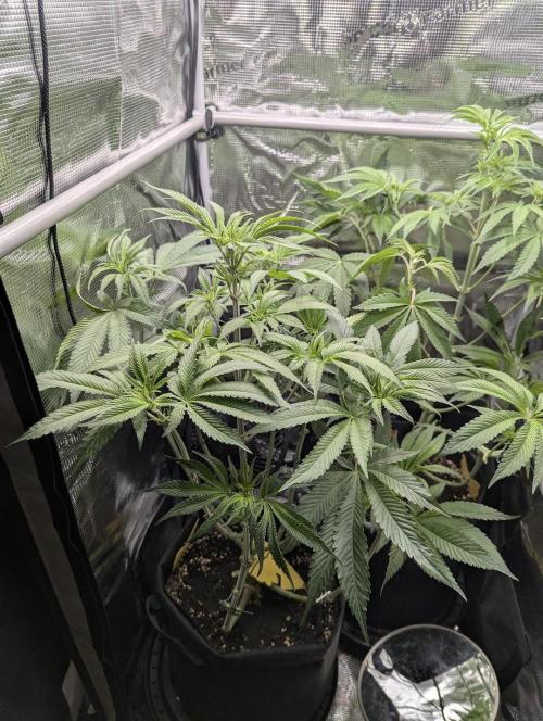 Blue Zushi - G2. Week 7