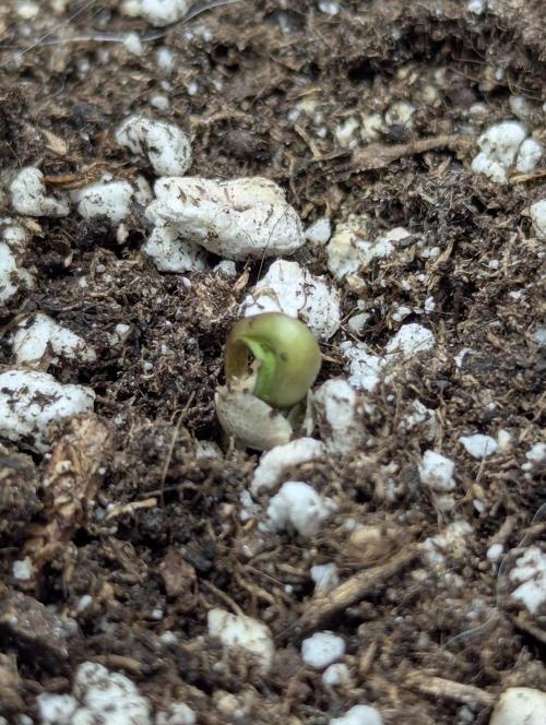 Zkittlez - G2. Week 0