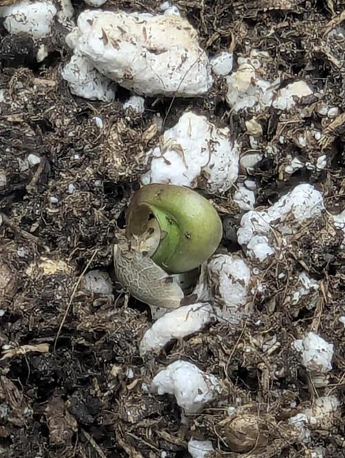 Zkittlez - G2. Week 0