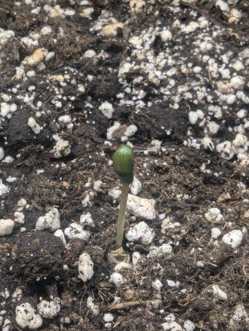 Zkittlez - Growers Choice. Week 0