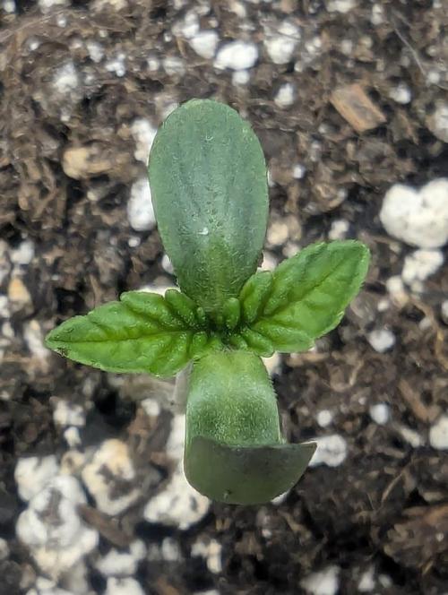 Zkittlez - Growers Choice. Week 0