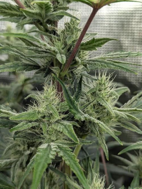 Runtz Auto - Zamnesia. Week 7